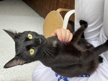 LIAM, Katze, Europäisch Kurzhaar in Kämpfelbach - Bild 3