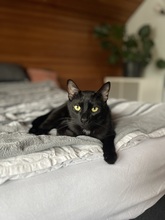 LIAM, Katze, Europäisch Kurzhaar in Kämpfelbach - Bild 4