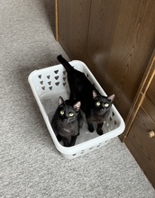 LIAM, Katze, Europäisch Kurzhaar in Kämpfelbach - Bild 5
