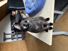 LIAM, Katze, Europäisch Kurzhaar in Kämpfelbach - Bild 6