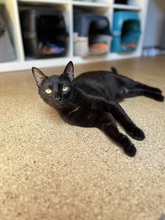 LIAM, Katze, Europäisch Kurzhaar in Kämpfelbach - Bild 7