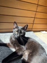 LIAM, Katze, Europäisch Kurzhaar in Kämpfelbach - Bild 8