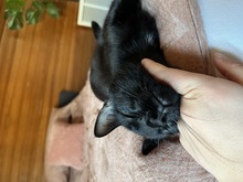 LIAM, Katze, Europäisch Kurzhaar in Kämpfelbach - Bild 9
