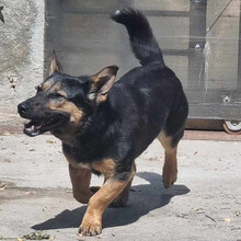 KALINA, Hund, Mischlingshund in Rumänien - Bild 1