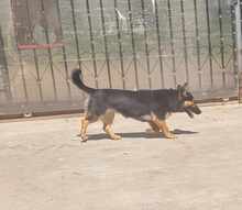 KALINA, Hund, Mischlingshund in Rumänien - Bild 2