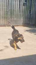 KALINA, Hund, Mischlingshund in Rumänien - Bild 3