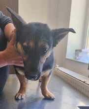 KALINA, Hund, Mischlingshund in Rumänien - Bild 6