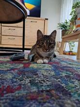 HOLLY, Katze, Europäisch Kurzhaar in Pocking - Bild 2