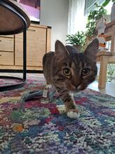 HOLLY, Katze, Europäisch Kurzhaar in Pocking - Bild 3