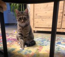 HOLLY, Katze, Europäisch Kurzhaar in Pocking - Bild 4