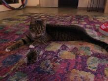HOLLY, Katze, Europäisch Kurzhaar in Pocking - Bild 5