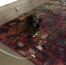 HOLLY, Katze, Europäisch Kurzhaar in Pocking - Bild 6