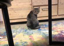 HOLLY, Katze, Europäisch Kurzhaar in Pocking - Bild 7