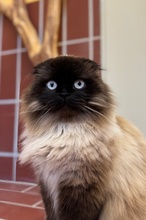 MERLIN, Katze, Heilige Birma - Scottish Fold - Mix in Marburg - Bild 1