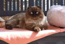 MERLIN, Katze, Heilige Birma - Scottish Fold - Mix in Marburg - Bild 3