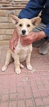 ANNABELLA, Hund, Mischlingshund in Italien - Bild 1