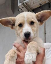 ANNABELLA, Hund, Mischlingshund in Italien - Bild 2