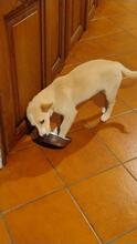 ANNABELLA, Hund, Mischlingshund in Italien - Bild 4