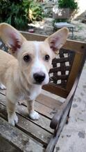 ANNABELLA, Hund, Mischlingshund in Italien - Bild 6