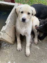 MICHAEL, Hund, Mischlingshund in Italien - Bild 1