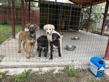 MICHAEL, Hund, Mischlingshund in Italien - Bild 10