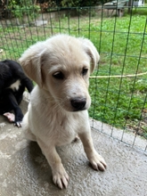 MICHAEL, Hund, Mischlingshund in Italien - Bild 11