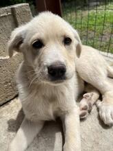 MICHAEL, Hund, Mischlingshund in Italien - Bild 12