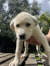 MICHAEL, Hund, Mischlingshund in Italien - Bild 13
