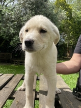 MICHAEL, Hund, Mischlingshund in Italien - Bild 14