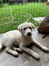 MICHAEL, Hund, Mischlingshund in Italien - Bild 2
