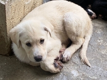 MICHAEL, Hund, Mischlingshund in Italien - Bild 3