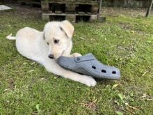MICHAEL, Hund, Mischlingshund in Italien - Bild 4