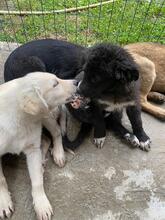 MICHAEL, Hund, Mischlingshund in Italien - Bild 7