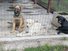 MICHAEL, Hund, Mischlingshund in Italien - Bild 8