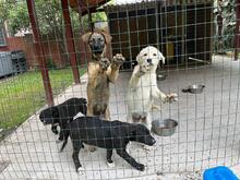 MICHAEL, Hund, Mischlingshund in Italien - Bild 9