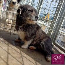 CALINA, Hund, Mischlingshund in Rumänien - Bild 1