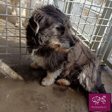 CALINA, Hund, Mischlingshund in Rumänien - Bild 5