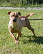 PIET, Hund, Mischlingshund in Kroatien - Bild 2