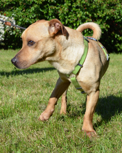 PIET, Hund, Mischlingshund in Kroatien - Bild 3