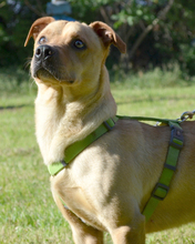 PIET, Hund, Mischlingshund in Kroatien - Bild 4