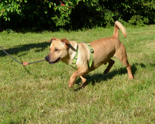 PIET, Hund, Mischlingshund in Kroatien - Bild 7
