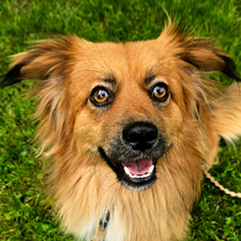 BÄRLI, Hund, Mischlingshund in Kroatien - Bild 1