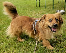 BÄRLI, Hund, Mischlingshund in Kroatien - Bild 2