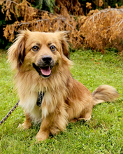 BÄRLI, Hund, Mischlingshund in Kroatien - Bild 3