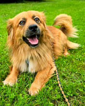 BÄRLI, Hund, Mischlingshund in Kroatien - Bild 4