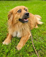BÄRLI, Hund, Mischlingshund in Kroatien - Bild 5