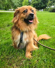 BÄRLI, Hund, Mischlingshund in Kroatien - Bild 6