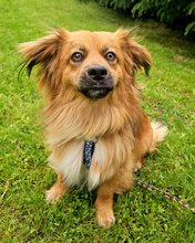BÄRLI, Hund, Mischlingshund in Kroatien - Bild 7