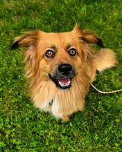 BÄRLI, Hund, Mischlingshund in Kroatien - Bild 8