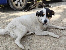 ZOROS, Hund, Mischlingshund in Griechenland - Bild 1